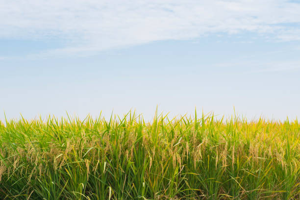 istock Gold rice field with blue sky 699403920