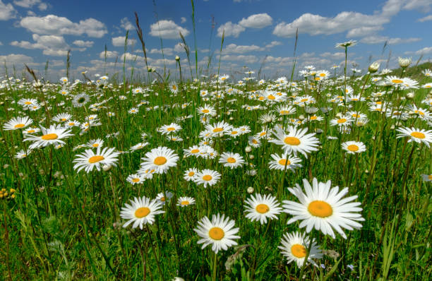 istock Summer landscape with white daisies on a green meadow 699406032