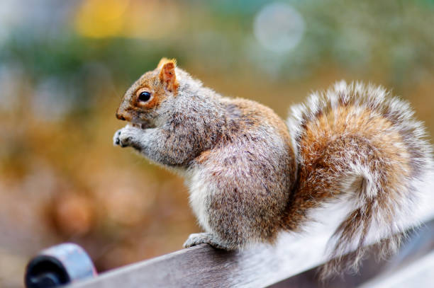 istock Eastern gray squirrel in Central Park in New York 699473672