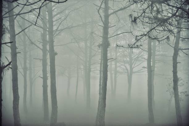 istock foggy forest after rain :Thailand 699516420