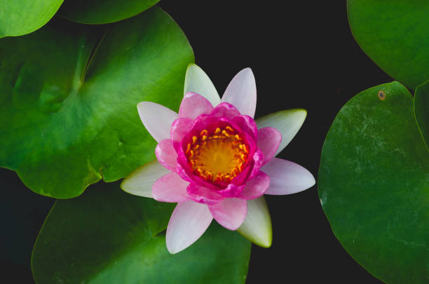 istock beautiful lotus flower in pond. 699517822