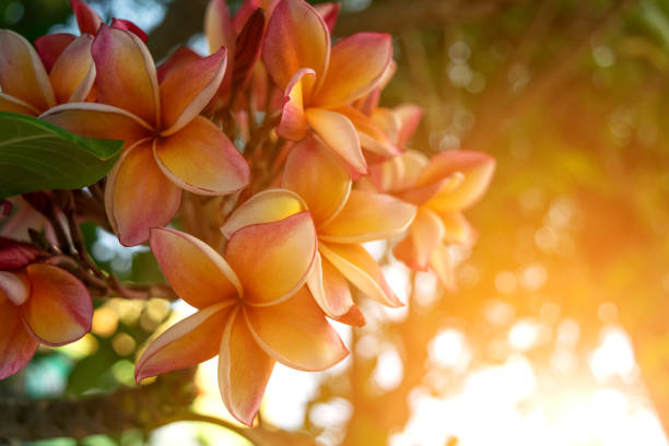 꽃 (plumeria 꽃) 빨강, 핑크, 오렌지 및 노란 색깔, 자연스럽 게 아름 다운 꽃 정원에서 - frangipani 뉴스 사진 이미지