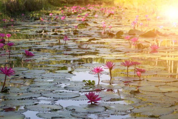 로터스 꽃 (로터스 또는 nelumbo) 보라색, 보라색과 분홍색 색깔, 자연스럽 게 아름 다운 꽃 정원에서 - foundation claude monet 뉴스 사진 이미지