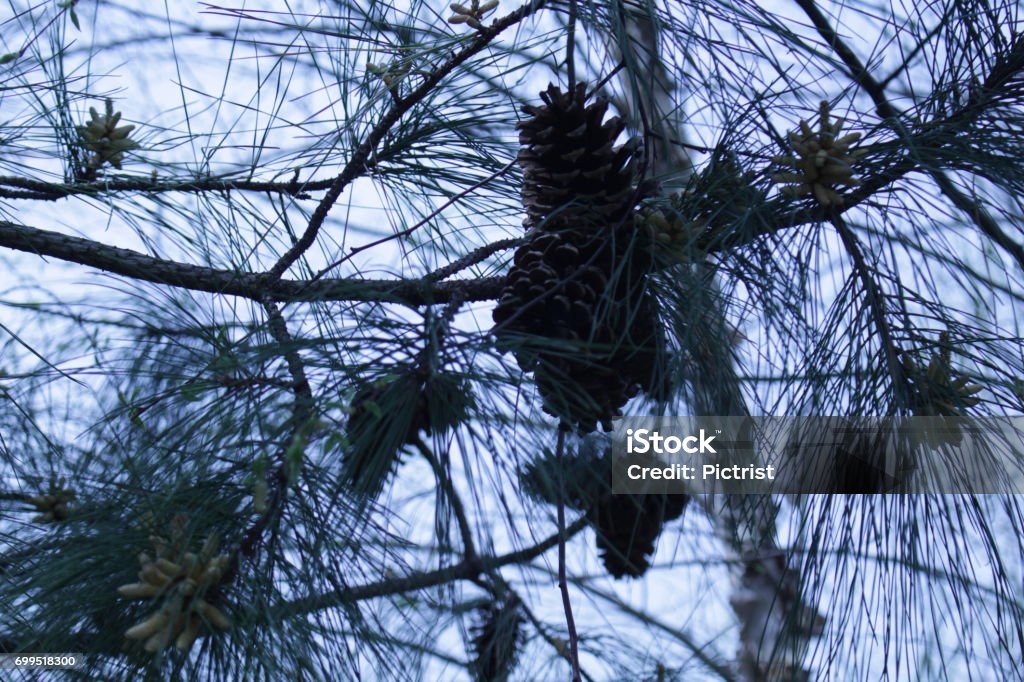 Virginia Pine Pine tree in Midlothian Virginia park Midlothian - Virginia Stock Photo
