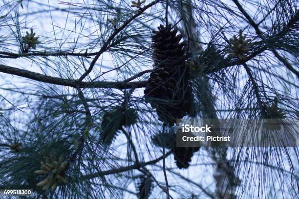 Virginia Pine Stock Photo - Download Image Now - Midlothian - Virginia, Blue, Branch - Plant Part