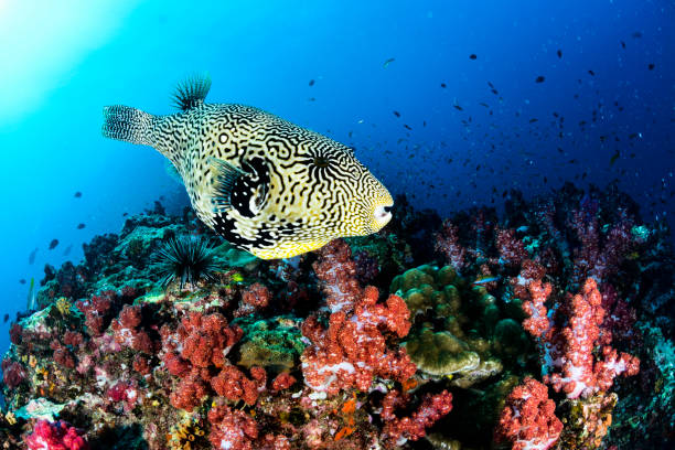 Puffer fish over reef stock photo