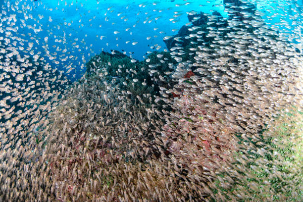 School of glassfish in Thailand stock photo
