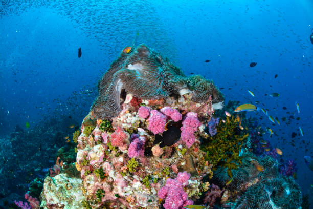 Colorful reef in Thailand stock photo