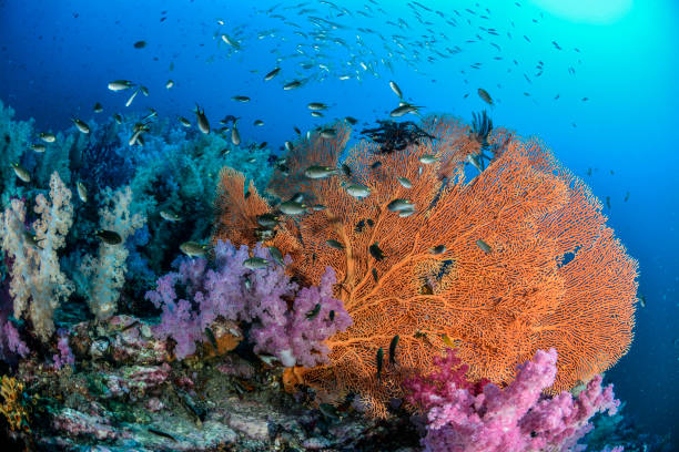 Colorful reef in Thailand stock photo