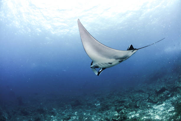 Manta ray stock photo