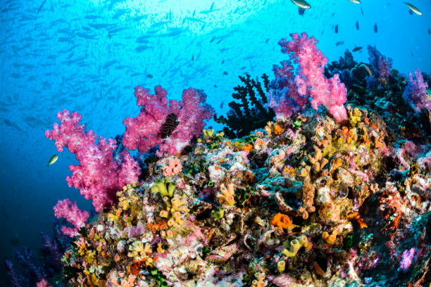 istock Colorful reef in Thailand 699534450
