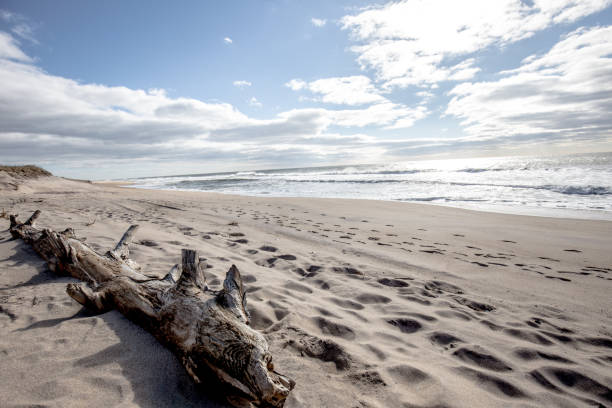 Montauk Beach Montauk, Long Island, NY, USA montauk point stock pictures, royalty-free photos & images