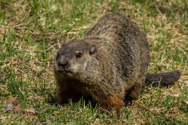 istock Groundhog on the Lawn 699564026