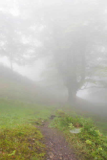 istock Mysterious forest in a very misty morning. 699566118