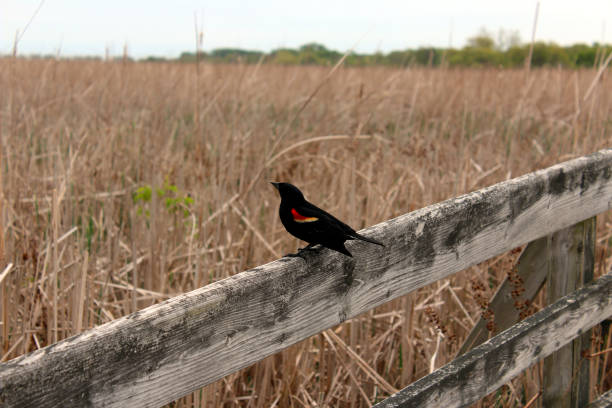 istock Bird on the wood fence 699578978