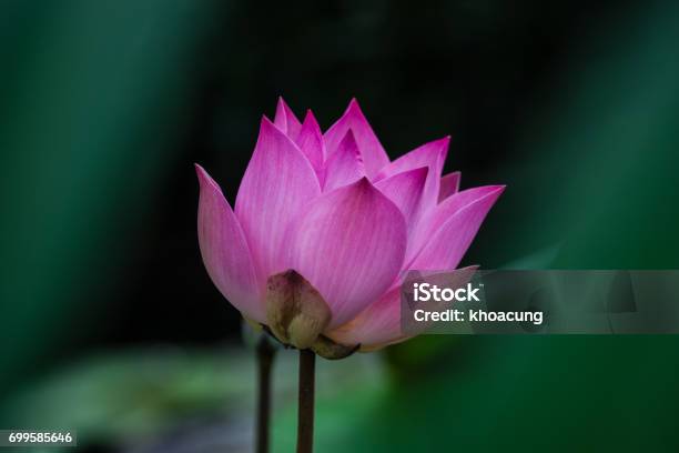 Bonita Flor De Loto Rosa Foto de stock y más banco de imágenes de Asia -  Asia, Belleza de la naturaleza, Color - Tipo de imagen - iStock