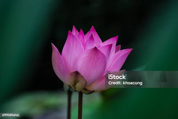 Bonita Flor De Loto Rosa Foto de stock y más banco de imágenes de Asia - Asia, Belleza de la naturaleza, Color - Tipo de imagen - iStock Bonita Flor De Loto Rosa Foto de stock y más banco de imágenes de Asia - Asia, Belleza de la naturaleza, Color - Tipo de imagen - iStock