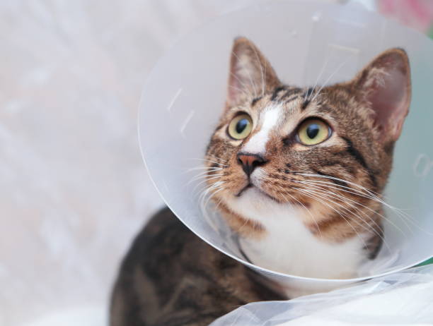 istock Tabby Cat in sick and under recovery 699609386