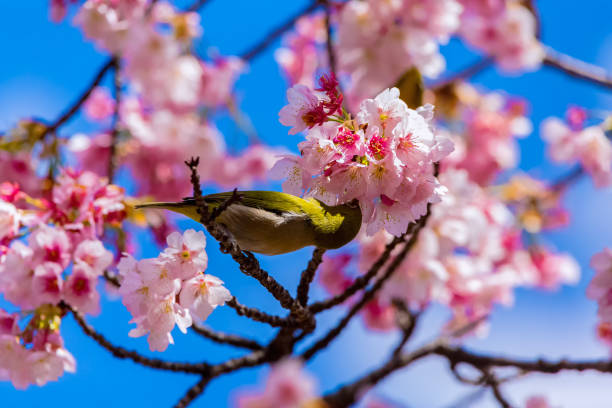 istock The Japanese White-eye and cherry blossoms 699612956