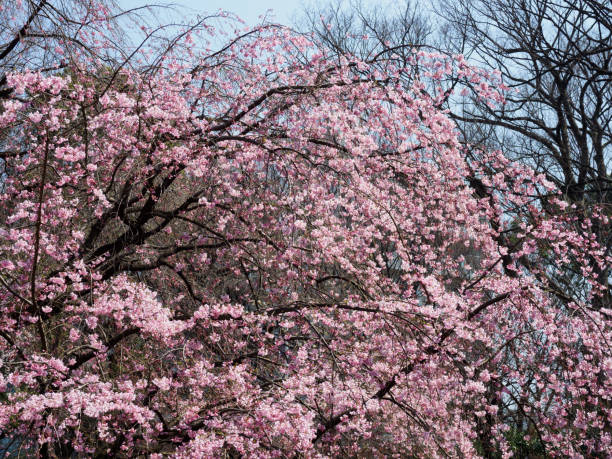 istock Cherry blossoms in Japan 699613102