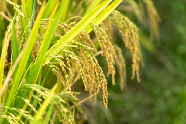 istock Yellow rice paddy in field ready for harvest. 699619356