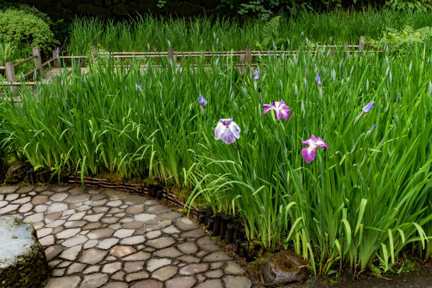 Japanese iris with a walkway. This is at the Portland Japanese Garden in Portland, Oregon.\n
