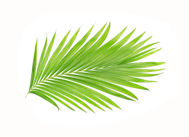 istock green leaves of palm tree isolated on white background 699656774
