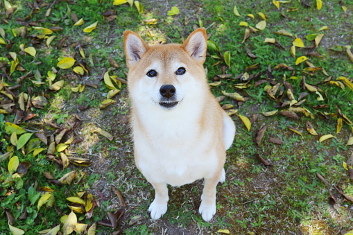 Shiba Inu, Japanese dog, Redhead, Lawn, Smile