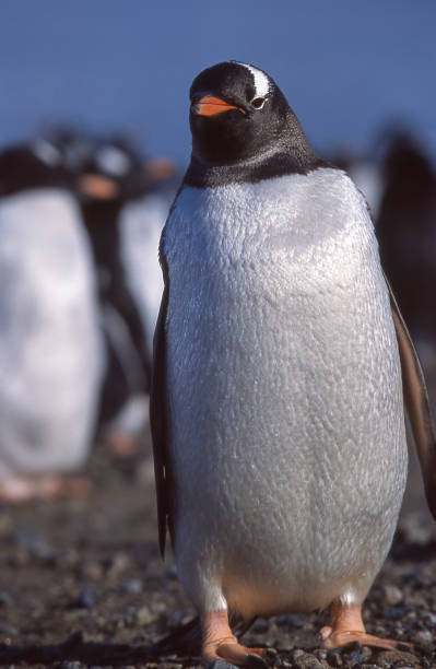 pingüinos gentoo salvaje parado sobre la orilla - pebble gentoo penguin antarctica penguin fotografías e imágenes de stock