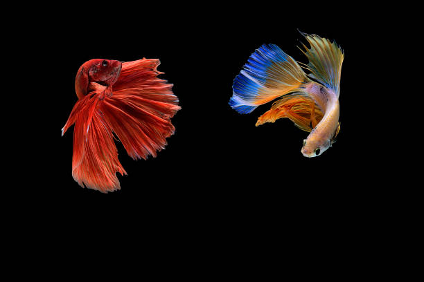 istock Betta splendens,siamese fighting fish isolated on Black background 699682558