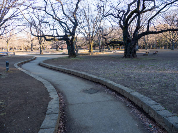 istock Japan Yoyogi Park 699701176