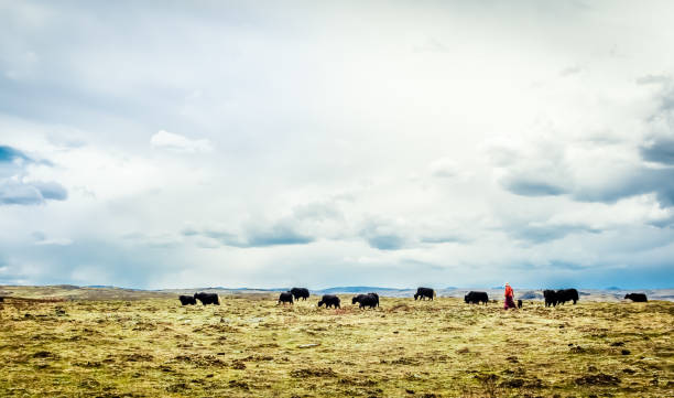 istock Yak herd and nomad in the tibetan highlands 699701590