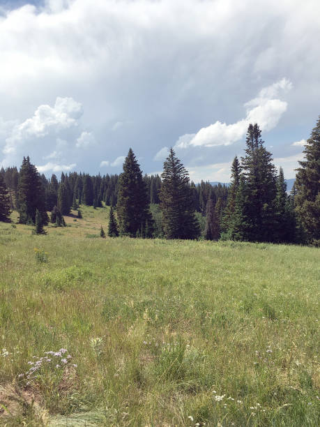 istock Pine Trees in forest of utah mountains 699701998