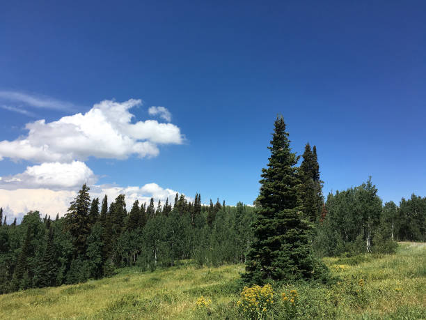 istock Pine Trees in forest of utah mountains 699702048