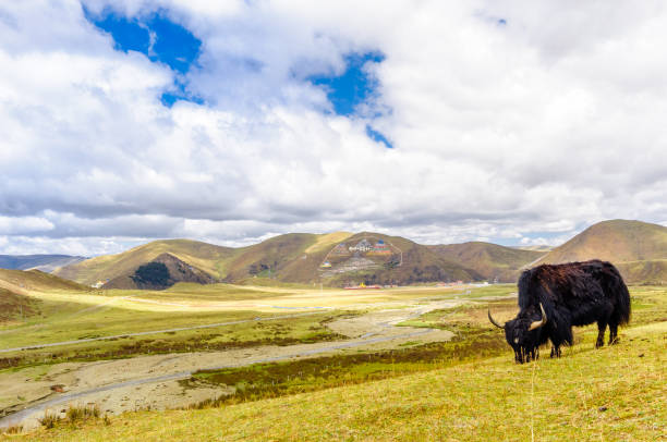 istock Yak by tagong grassland in Sichuan 699702444