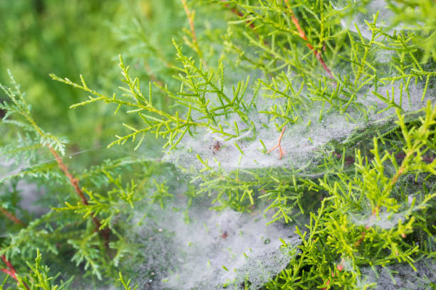 istock Cobweb in the morning after rain 699711404