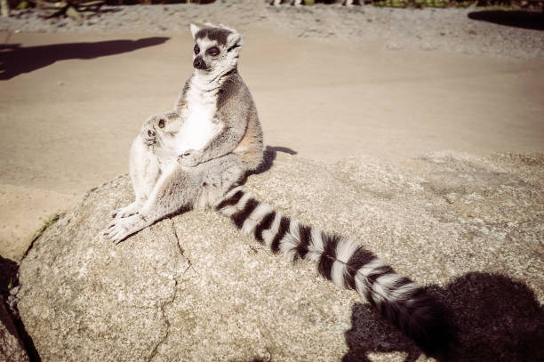 istock Ring tailed lemur meditating. Wisdom and contemplation concept with copy space 699711498