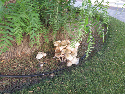 Mushrooms at base of false pepper tree in Andalusian village