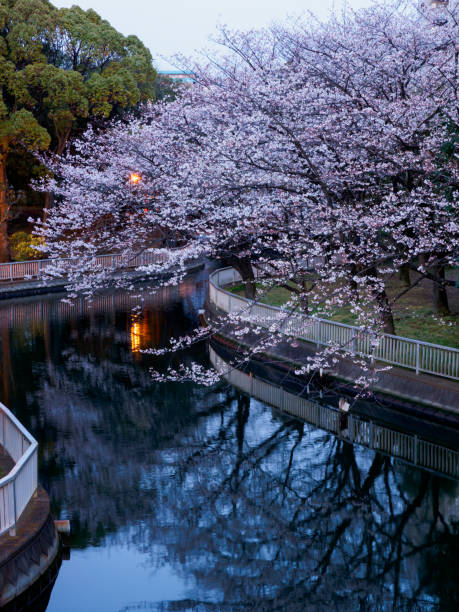 istock Cherry blossoms night view in Japan 699733308