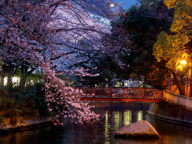istock Cherry blossoms night view in Japan 699733406