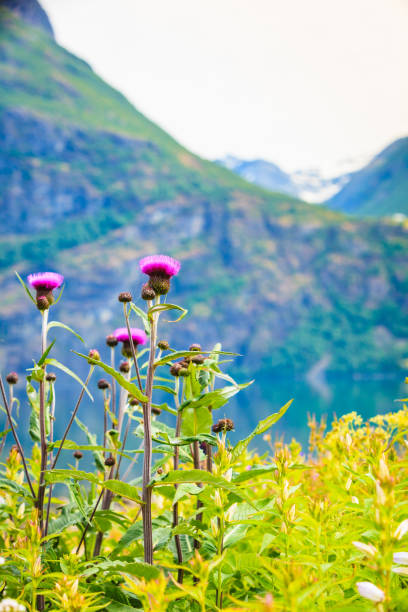 istock Mountains and fjord in Norway, 699749222