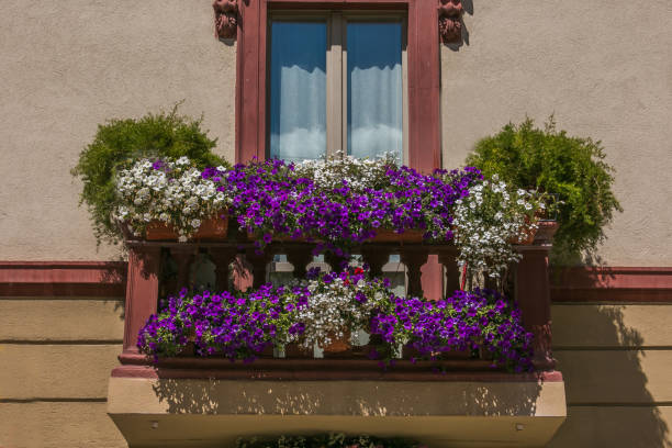 istock Blooming flowers in the balcony 699749432