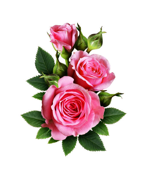 istock Pink rose flowers bouquet 699759104