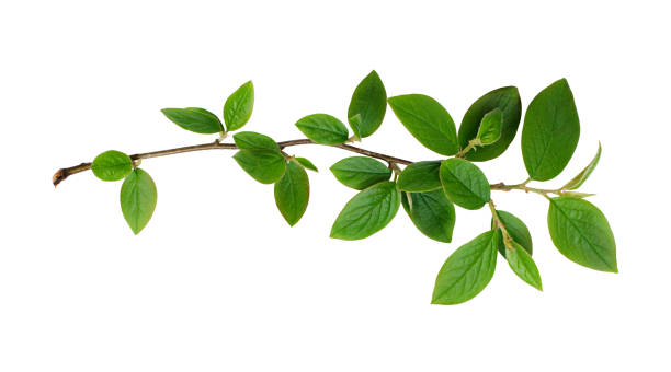 istock Fresh green leaves branch 699759256