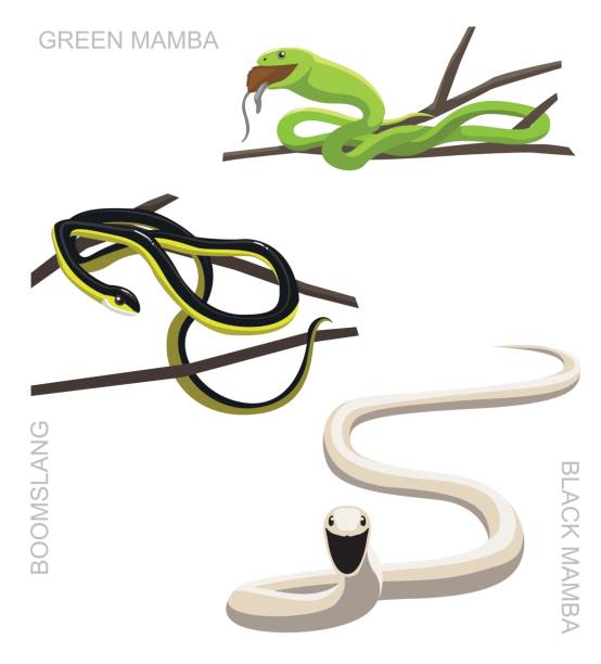 Snake African Venomous Set Cartoon Vector Illustration Animal Cartoon EPS10 File Format black mamba stock illustrations