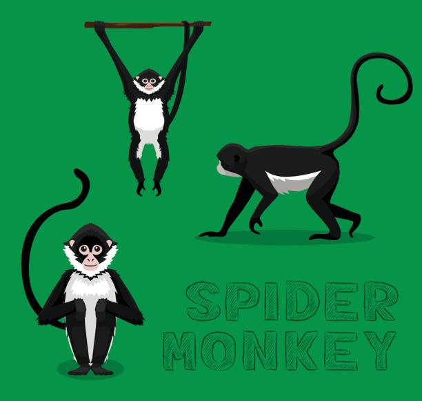 Spider Monkey Cartoon Vector Illustration Stock Illustration - Download  Image Now - Spider Monkey, Vector, Animal - iStock