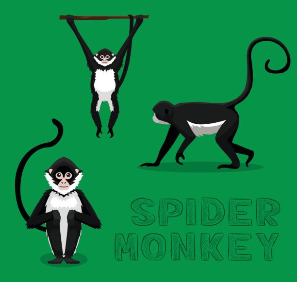 Spider Monkey Cartoon Vector Illustration Animal Cartoon EPS10 File Format spider monkey stock illustrations