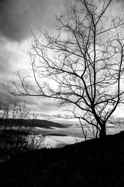 istock Tree over sea of fog 699767672