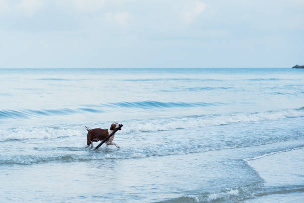 istock Dog Running on the Beach Fetching Stick. 699782864