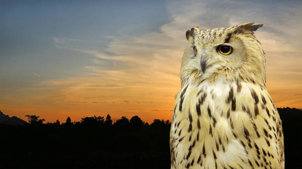 istock Western Siberian Eagle Owl against nature grass flower in sunset. 699787544